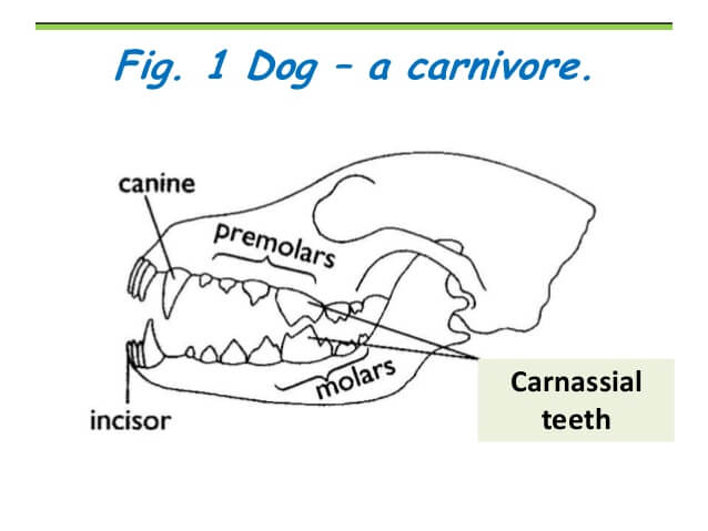 DOG AND PUPPY TEETH TYPES, THE TYPES OF TOOTH OF DOG & PUPPY