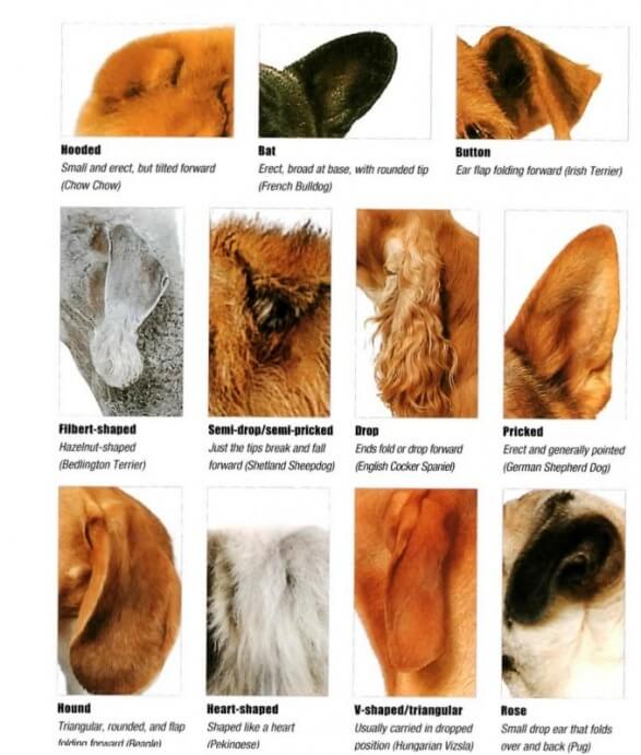 19 Dog Ear Types \u0026 Shapes. 34 Dogs with 