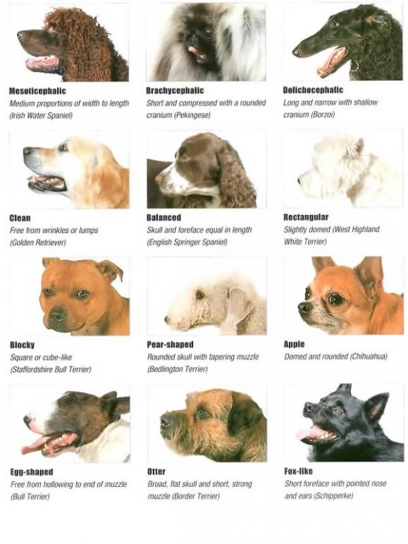 Dog Head Types and Shapes
