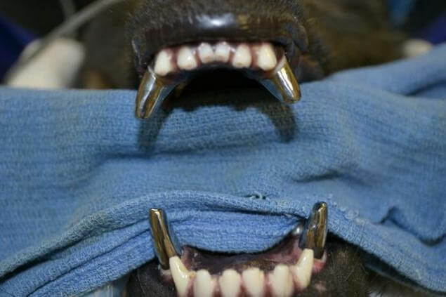 teeth movie dog eats