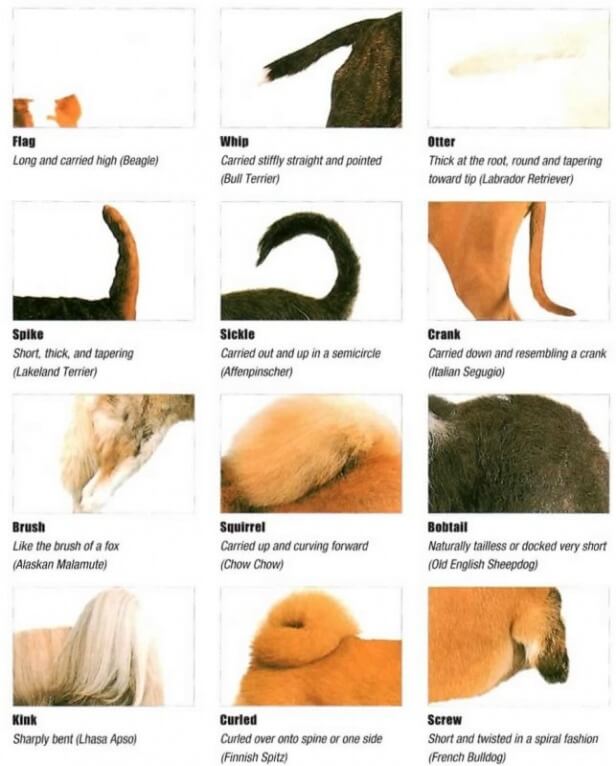Dog and Puppy tail types
