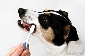 DOG AND PUPPY TEETH TOOTH CLEAN/BRUSH, DOG TOOTHPASTE