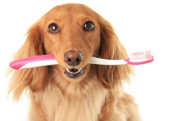 BEST DOG AND PUPPY TEETH CLEANING REMEDIES and PRODUCTS