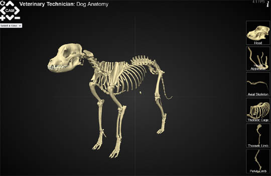 INTERACTIVE 3D DOG ANATOMY ONLINE ATLAS