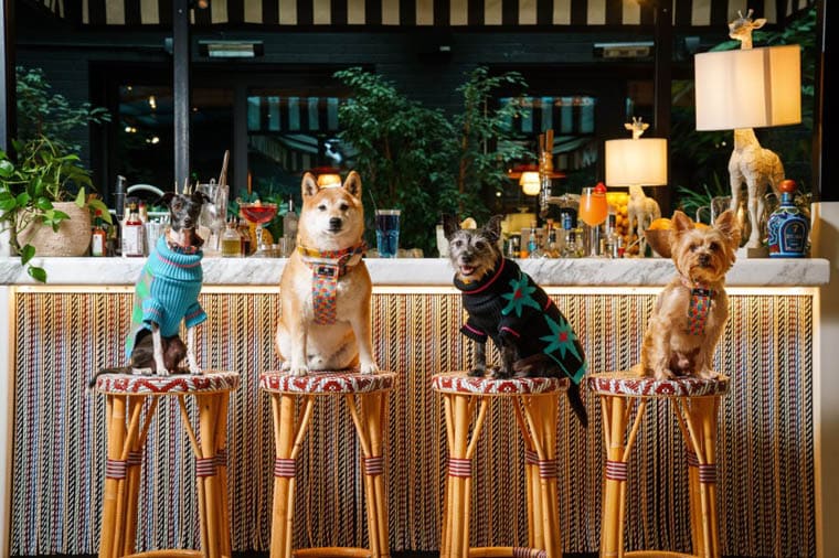 DOG-FRIENDLY HOTELS AND LODGES