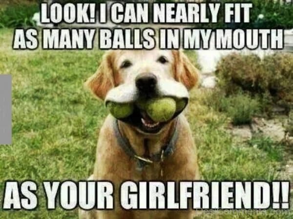 DOG MEMES. BEST, FUNNY and TRENDING DOG MEMES