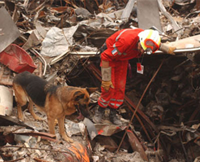A member of the French Urban Search and Rescue Task Force works with his Alsatian to uncover victims at the site of the collapsed World Trade Center.Photo courtesy FEMA, photograph by Andrea Booher