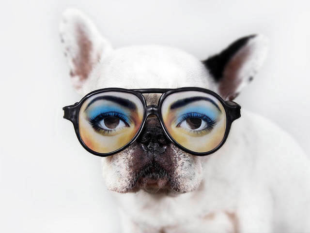 Glasses for Dog and Puppy