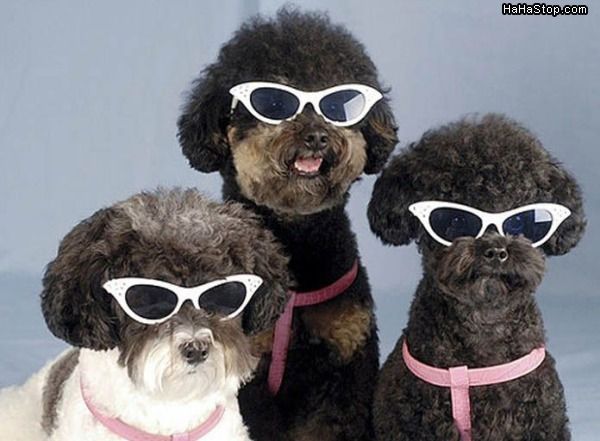 Glasses For Dogs