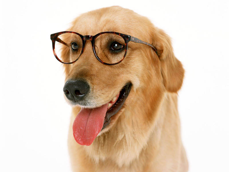 Dog Sunglasses Reviews √ Protective Dog Eyewear & Eyeglasses DOGICA®