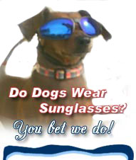 Dog Glasses Online Buy
