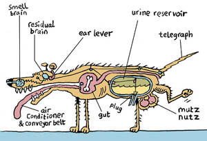 DOG MUSCLES