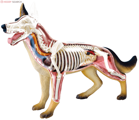 INTERACTIVE 3D DOG ANATOMY ONLINE ATLAS