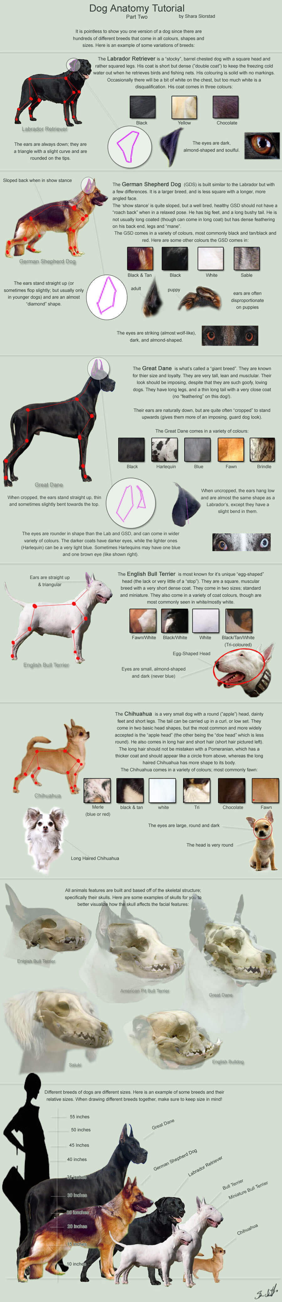 DOG ANATOMY TUTORIAL - PRESS TO SEE IN FULL SIZE !!!