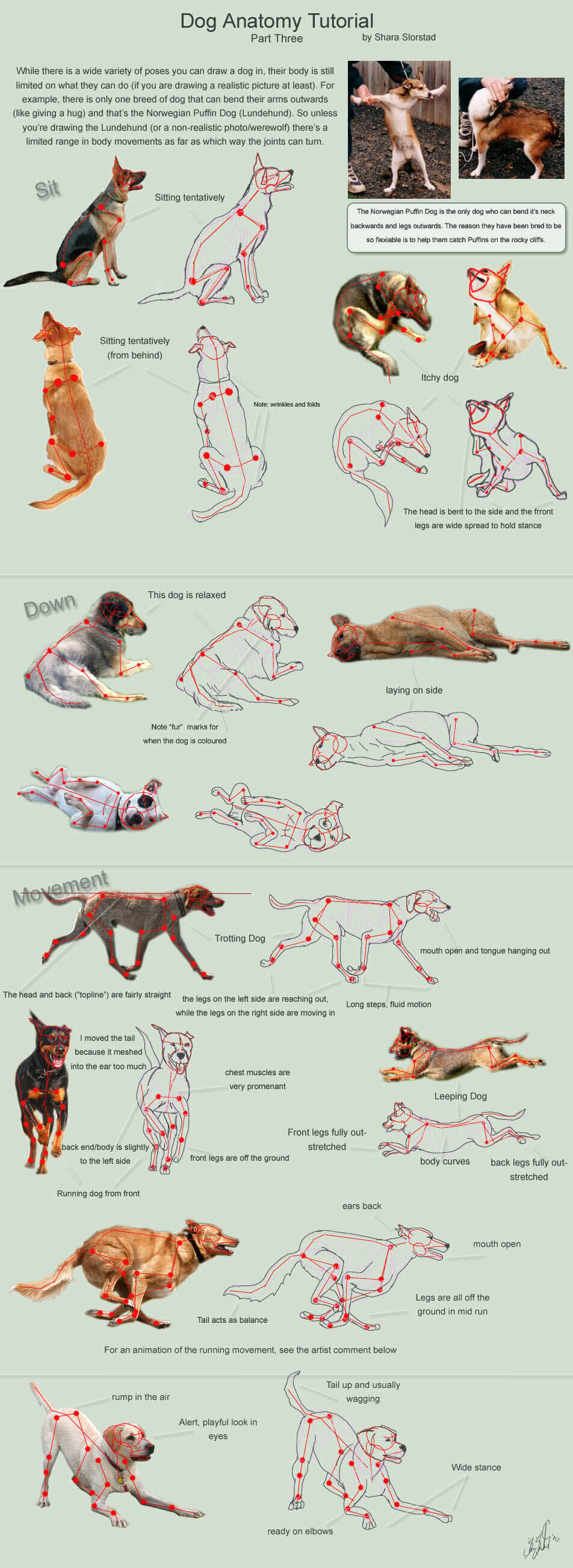 DOG ANATOMY TUTORIAL - PRESS TO SEE IN FULL SIZE !!!