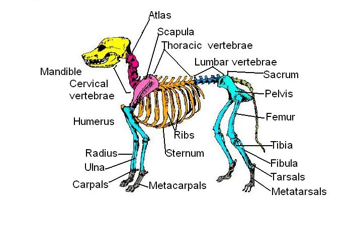 DOG ANATOMY