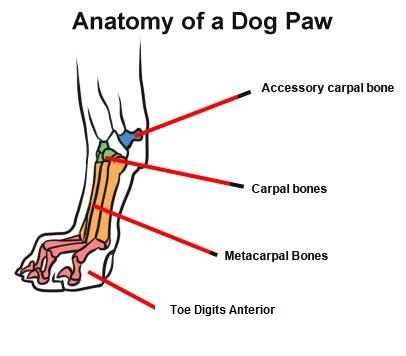 DOG vs CAT ANATOMY