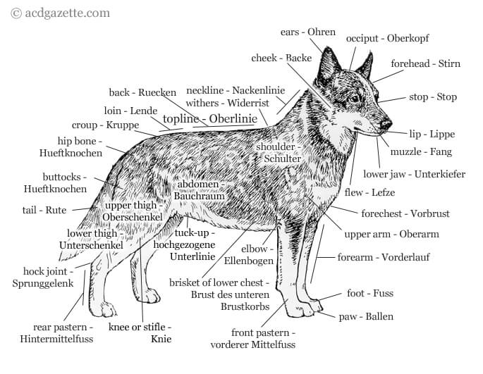 DOG ANATOMY