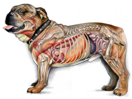 DOG ANATOMY