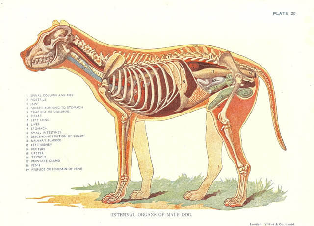 DOG ANATOMY