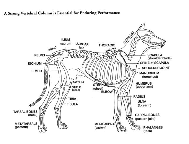 DOG ANATOMY