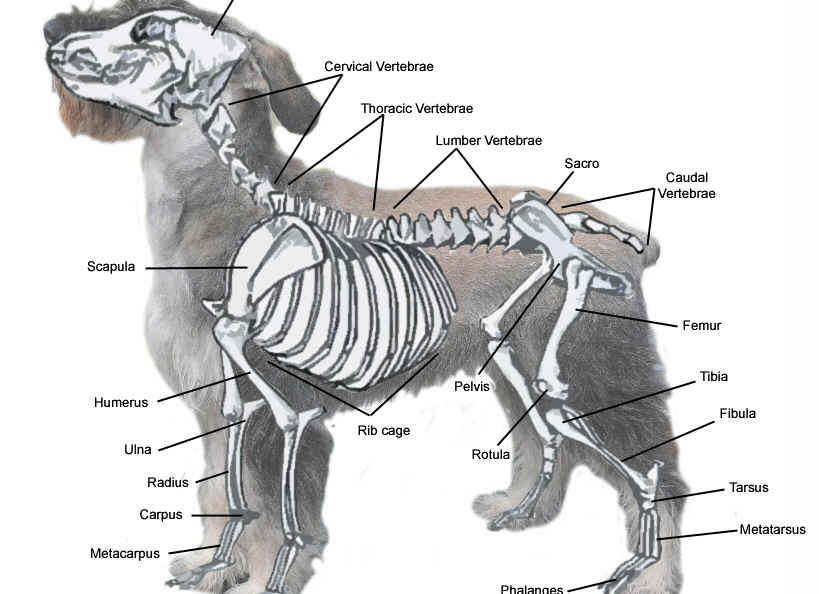 DOG ANATOMY