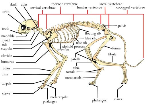 DOG ANATOMY