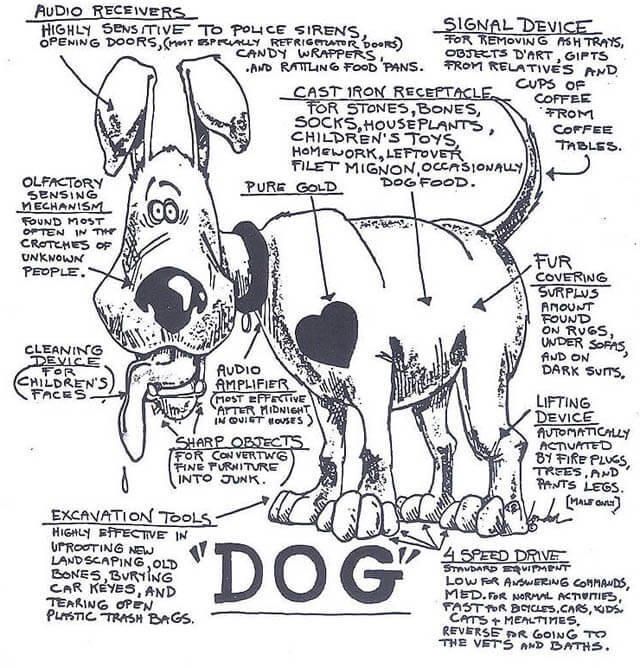 DOG ANATOMY