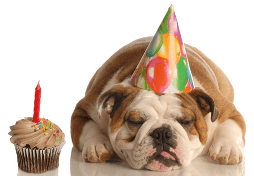 DOG BIRTHDAY CELEBRATION WAYS
