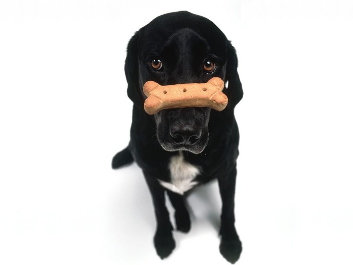 Dog Bone Types: Edible, Raw, Treats
