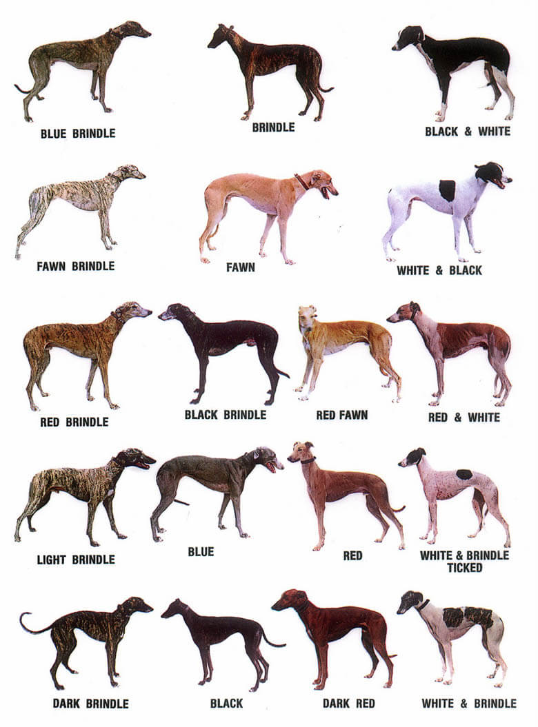 dog-color-dogica-3d-dog-coat-color-genetics-chart-fur-hair