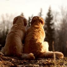 DOG and PUPPY LOVE