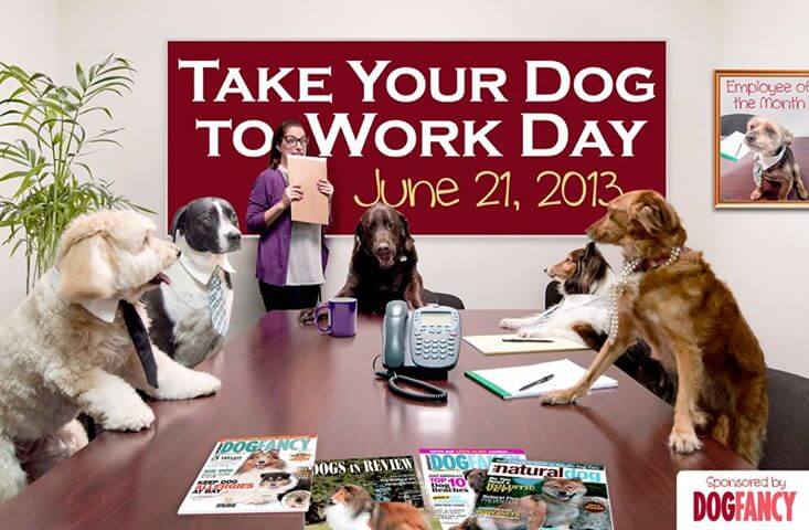 Dog Work, Career, Rescue Dogs
