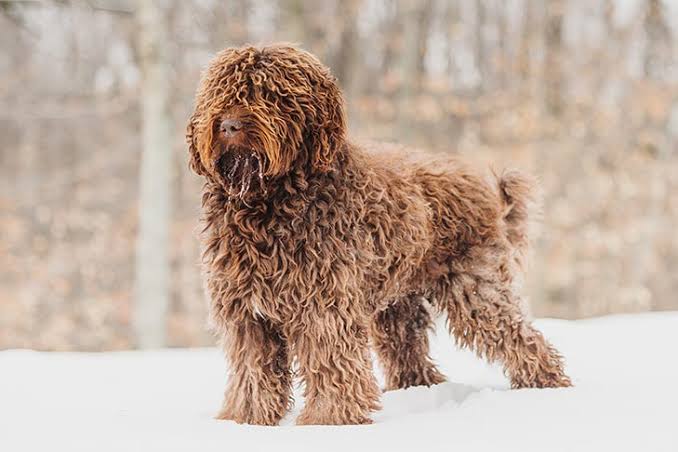 DOG BEARDS, BEARDED DOGS BREEDS