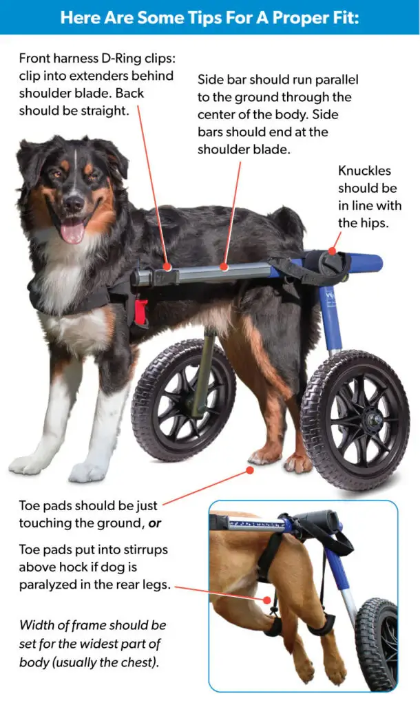 HOW TO MEASURE DOG WHEELCHAIR, DOG WHEELCHAIR SIZE