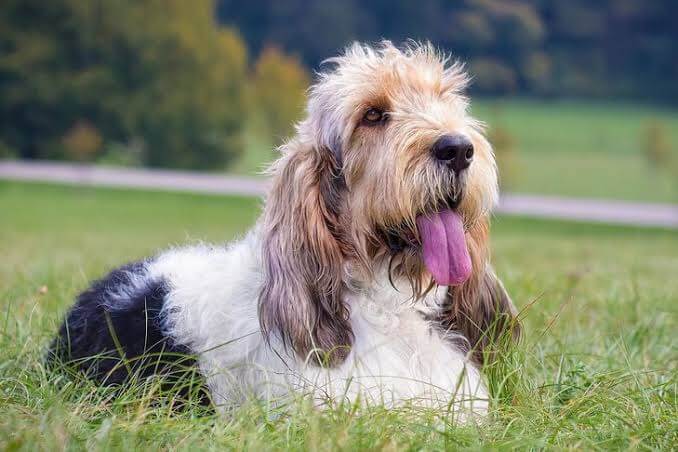 DOG BEARDS, BEARDED DOGS BREEDS