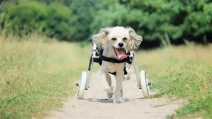 DOG WHEELCHAIR FAQ