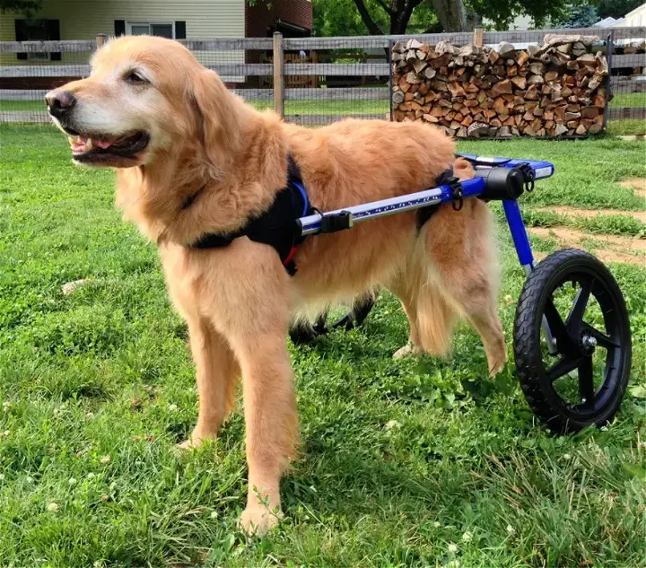 HOW TO MAKE DOG WHEELCHAIR, DIY HOMEMADE DOG WHEELCHAIRS