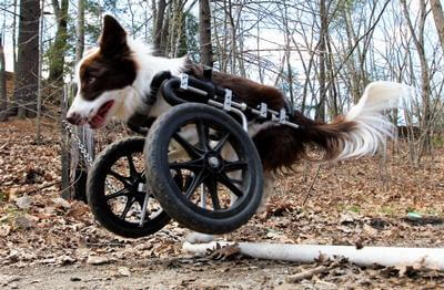 HOW TO TRAIN YOUR DOG TO USE WHEELCHAIR