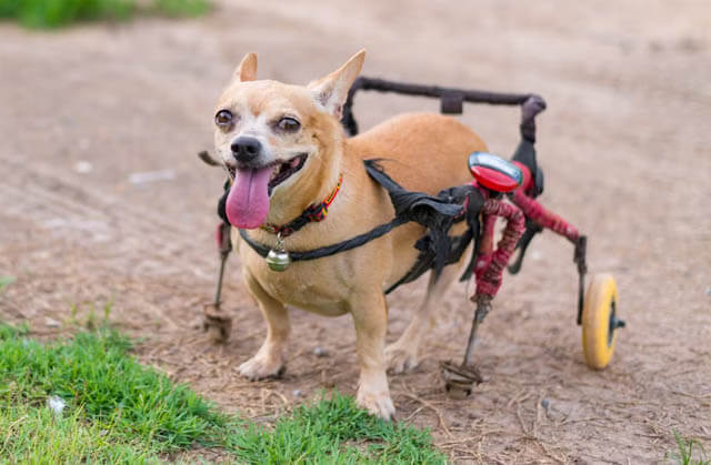 DOG WHEELCHAIRS FOR BACK LEGS GUIDE