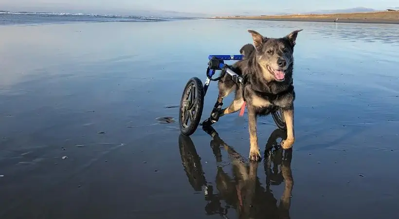 DOG WHEELCHAIR