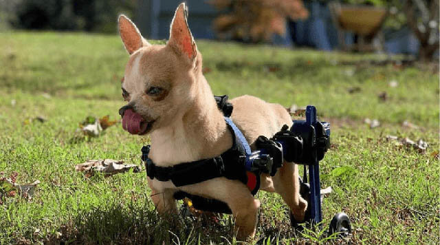 HOW TO INTRODUCE A DOG TO A WHEELCHAIR