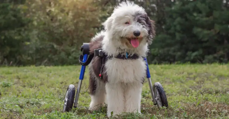 Dog Wheelchair Guide, Dog Wheelchair Tips