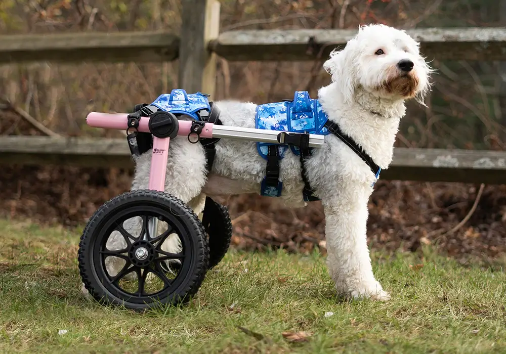 BEST DOG WHEELCHAIRS, WHERE TO BUY DOG WHEELCHAIR?