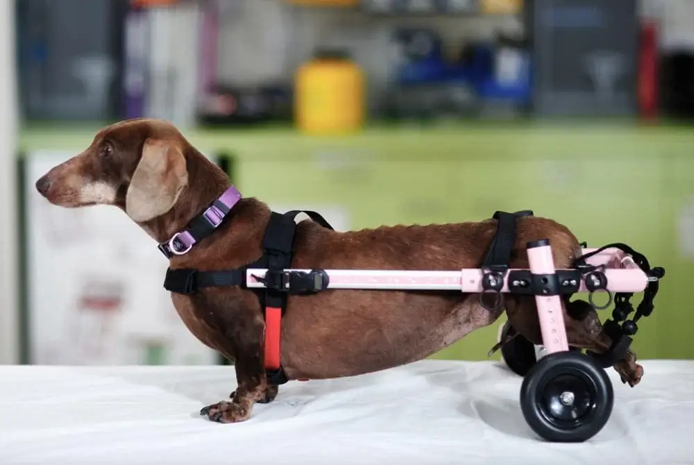 DOG WHEELCHAIR - REASONS TO USE