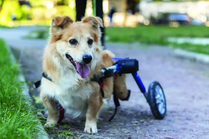 DOG WHEELCHAIR TRAINING GUIDE