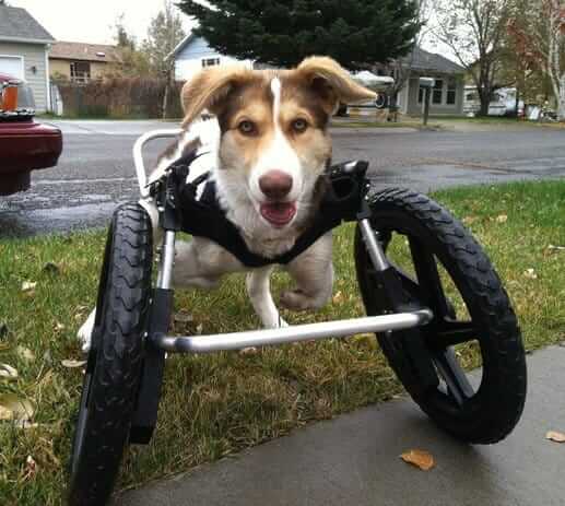 Forelimb Wheelchair and Mobility Support