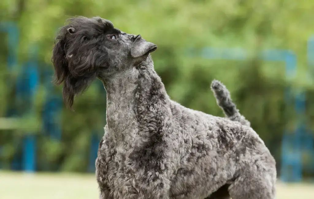 DOG BEARDS, BEARDED DOGS BREEDS