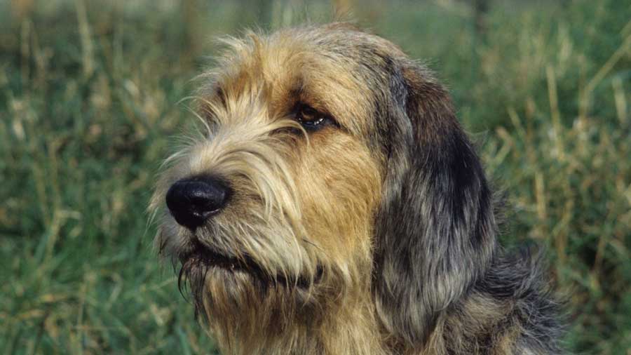 DOG BEARDS, BEARDED DOGS BREEDS