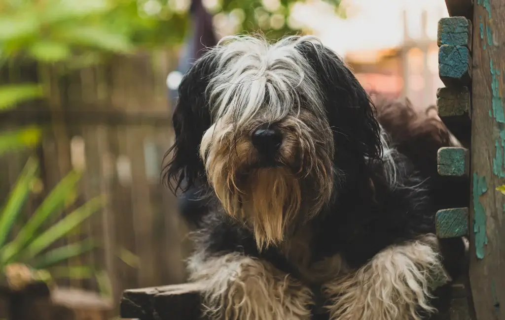 DOG BEARDS, BEARDED DOGS BREEDS